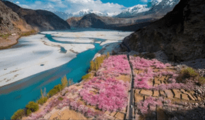 Cherry Blossom in Pakistan